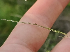 Glyceria striata