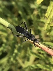 Alydus