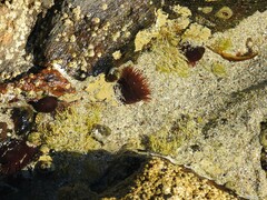 Actinia equina