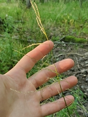 Glyceria striata