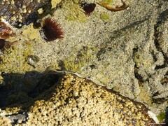 Corallina officinalis