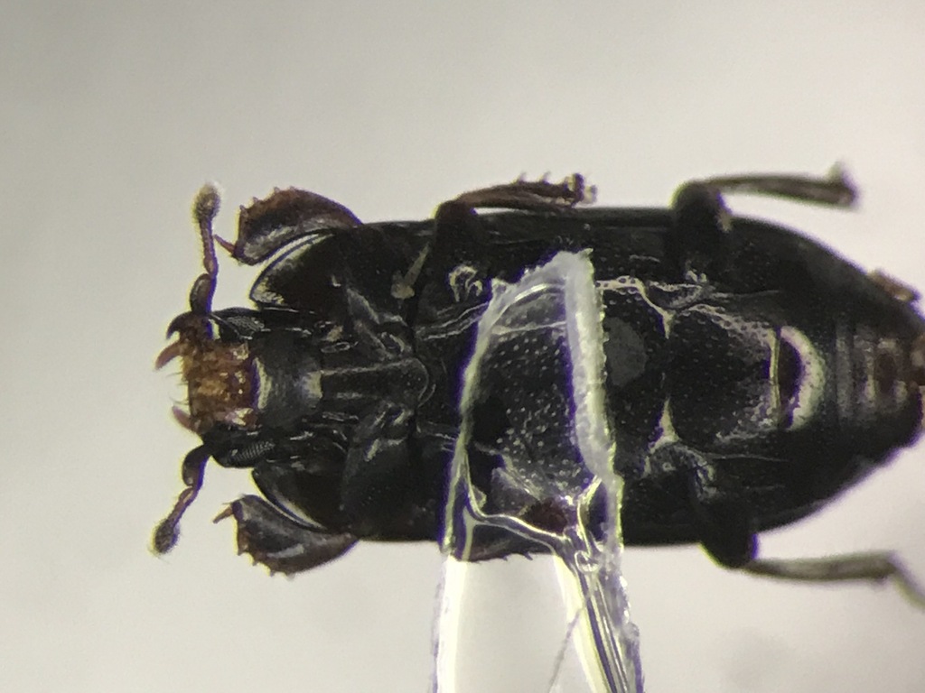 Paromalus teres