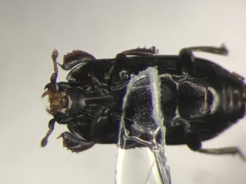 Paromalus teres