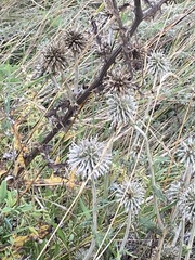 Echinops sphaerocephalus