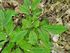 Nabalus trifoliolatus