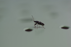 Beosus maritimus