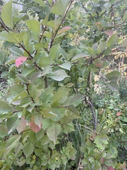 Prunus