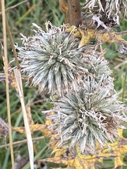 Echinops sphaerocephalus
