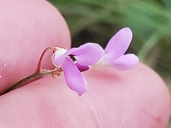 Hylodesmum nudiflorum