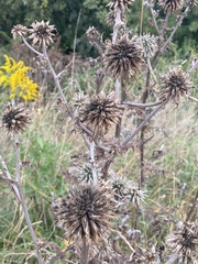 Echinops sphaerocephalus