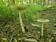 Amanita rhacopus
