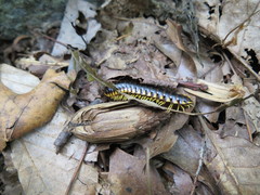 Apheloriini
