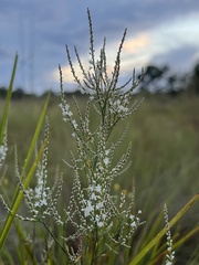 Polygonella polygama