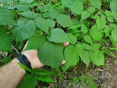 Hylodesmum