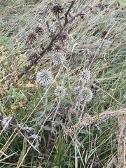 Echinops sphaerocephalus