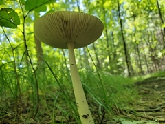 Amanita rhacopus