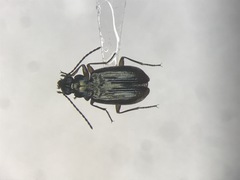 Bembidion rusticum rusticum