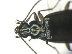 Bembidion rusticum rusticum