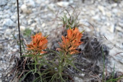Castilleja lindheimeri