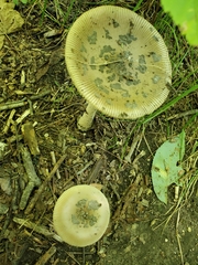 Amanita rhacopus