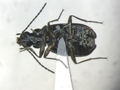 Bembidion rusticum rusticum