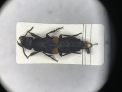 Platydracus fossator
