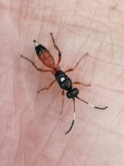 Agrothereutina