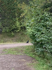 Corvus corax