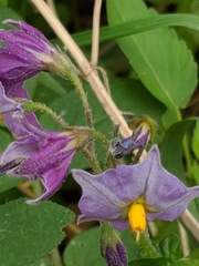 Solanum stoloniferum
