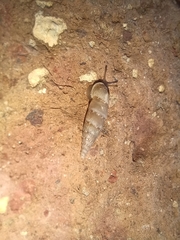 Papillifera papillaris