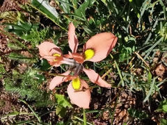 Moraea papilionacea