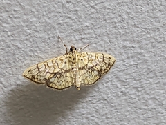 Haritalodes derogata
