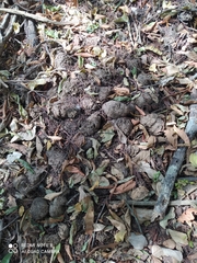 Tapirus terrestris