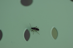 Beosus maritimus