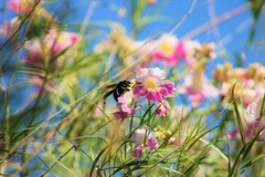 Xylocopa californica arizonensis