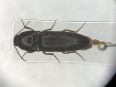Ampedus melsheimeri