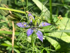 Nigella damascena