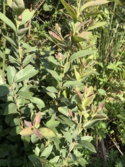 Lindera glauca