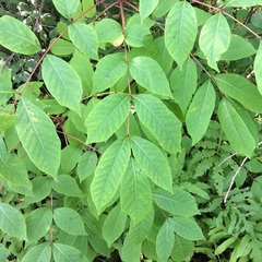 Toxicodendron vernix