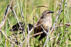 Centropus superciliosus