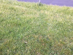 Arctotheca calendula