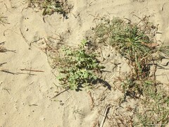 Plantago coronopus