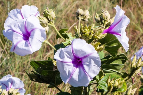 Ipomoea hildebrandtii, photograph 1