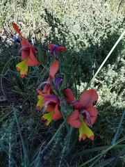 Gladiolus alatus