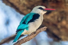 Halcyon senegalensis