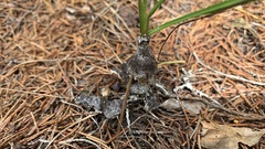 Hypomyces cervinigenus