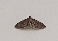 Herpetogramma phaeopteralis