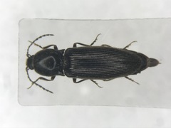 Hemicrepidius