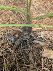 Hypomyces cervinigenus