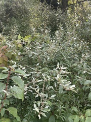 Elaeagnus